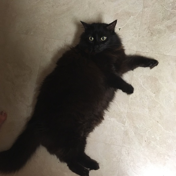 Meet your Posher, Justine - Picture 1 of 1